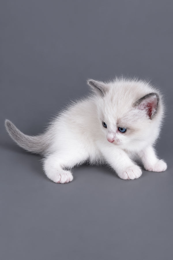 Luna | Ragdoll Kitten