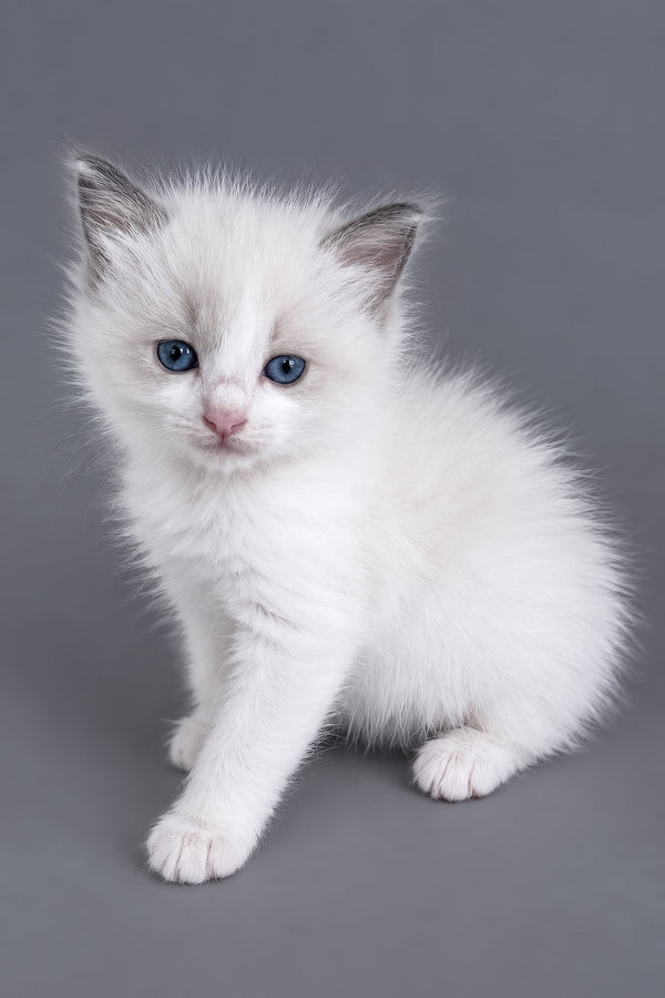 Luna | Ragdoll Kitten