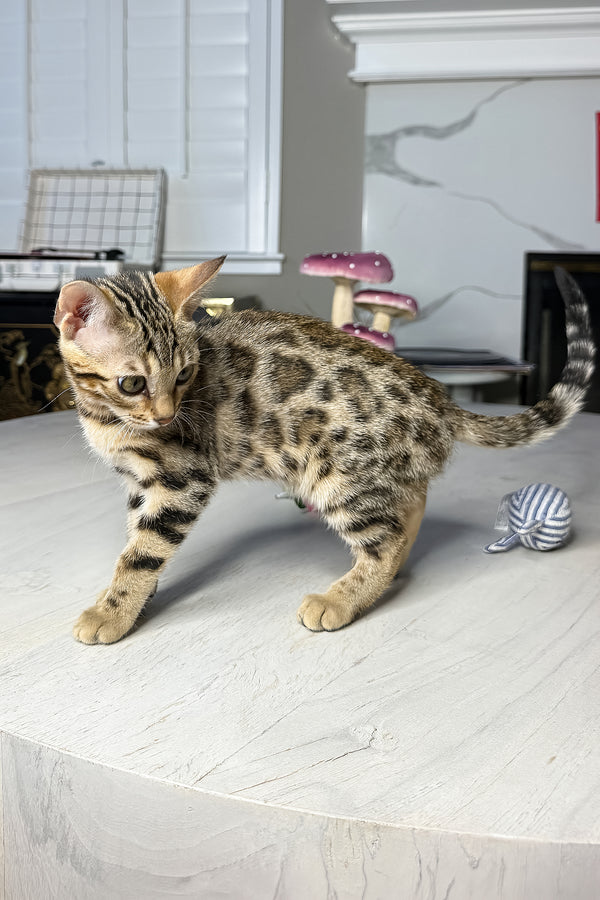 Luna | Bengal Kitten