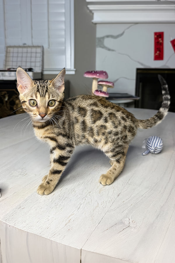 Luna | Bengal Kitten