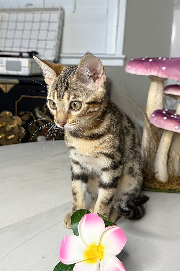 Luna | Bengal Kitten