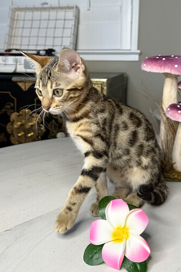 Luna | Bengal Kitten
