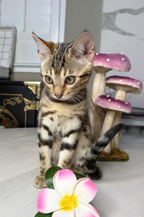 Luna | Bengal Kitten