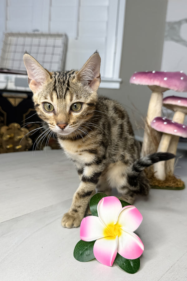 Luna | Bengal Kitten