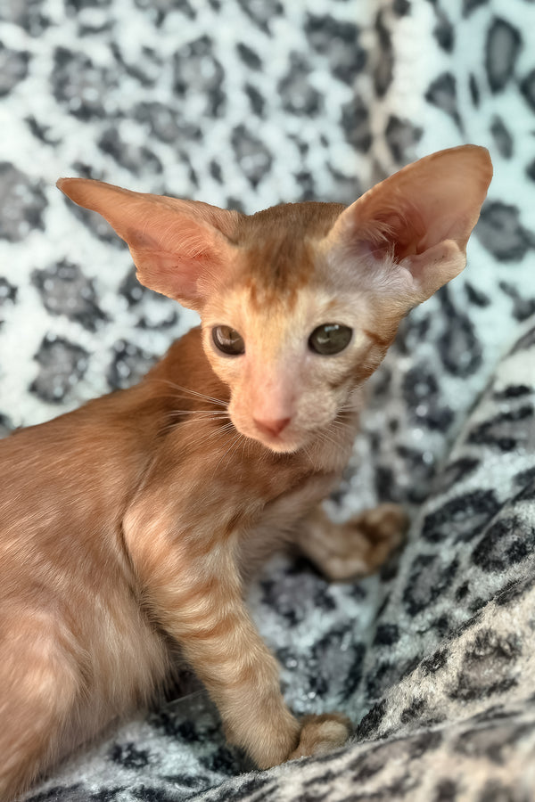 Luna | Oriental Shorthair Kitten