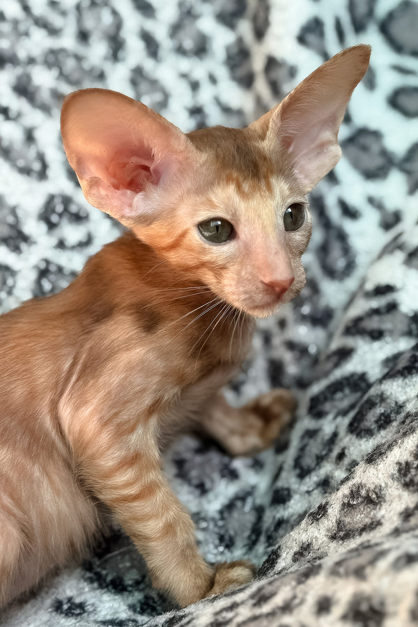 Luna | Oriental Shorthair Kitten