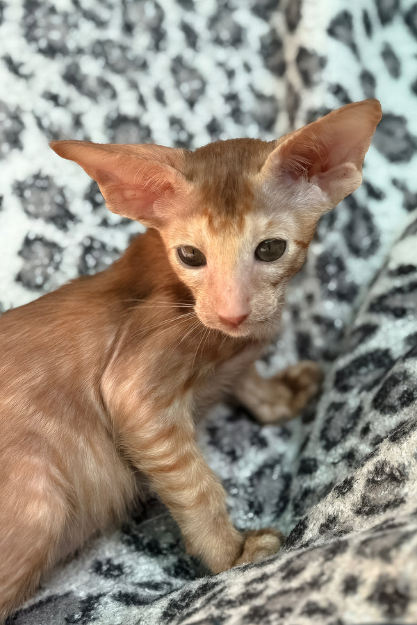 Luna | Oriental Shorthair Kitten