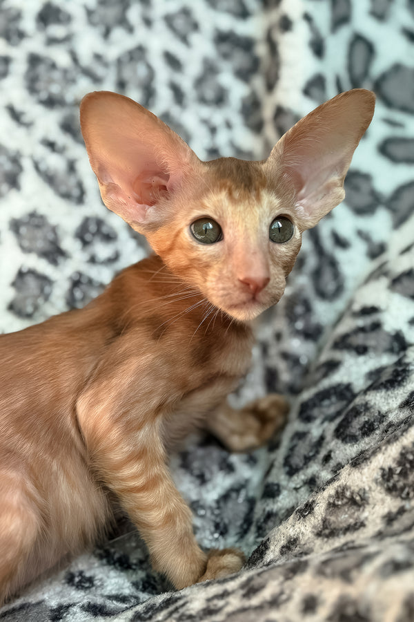Luna | Oriental Shorthair Kitten