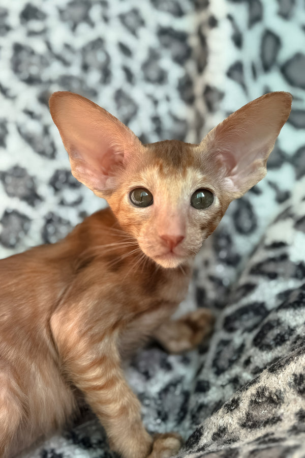 Luna | Oriental Shorthair Kitten