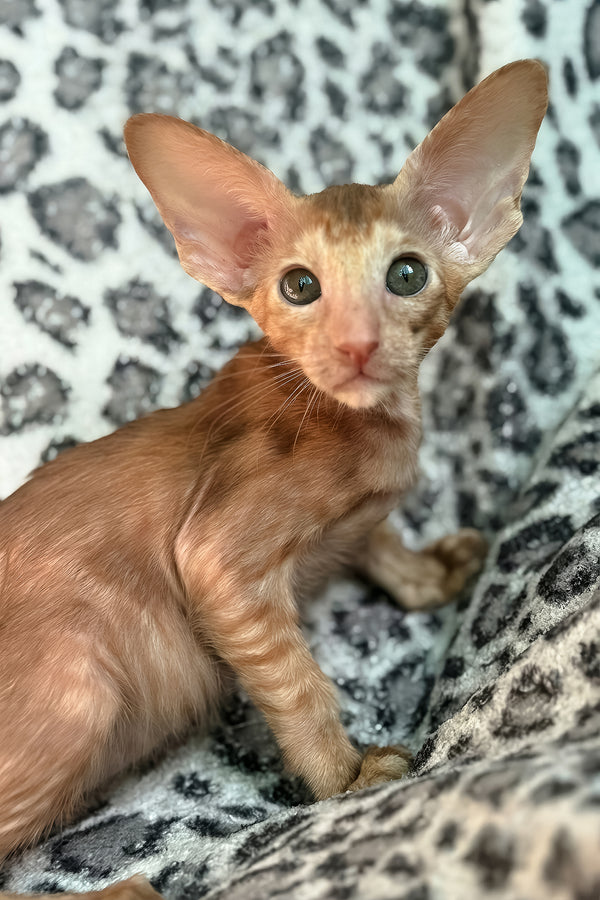 Luna | Oriental Shorthair Kitten