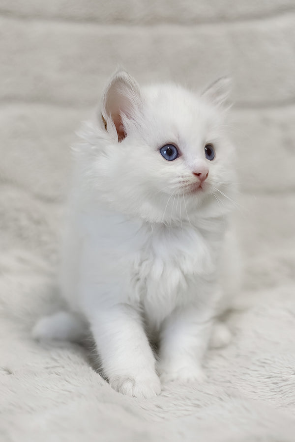 Luna | Ragdoll Kitten
