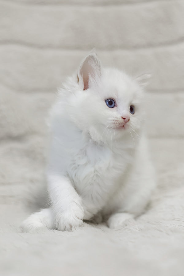 Luna | Ragdoll Kitten