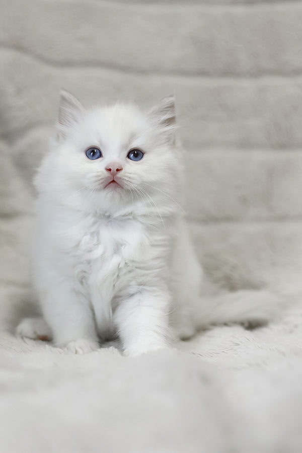 Luna | Ragdoll Kitten