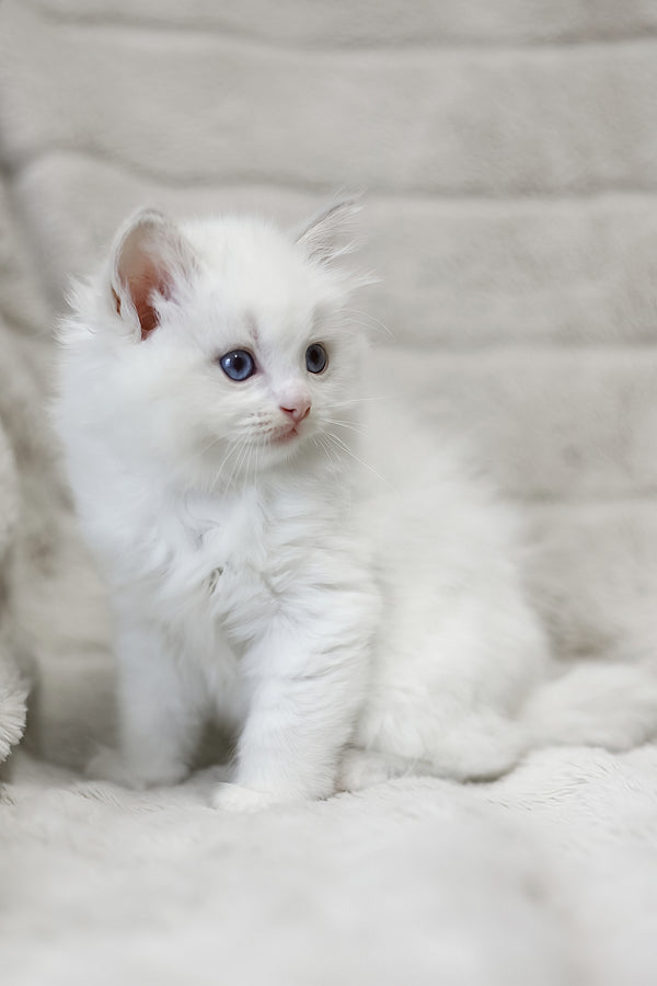 Luna | Ragdoll Kitten