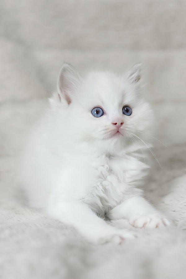 Luna | Ragdoll Kitten