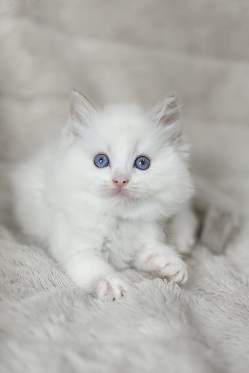 Luna | Ragdoll Kitten