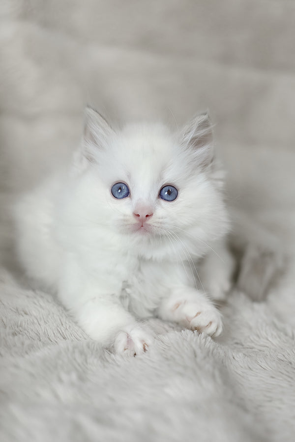 Luna | Ragdoll Kitten