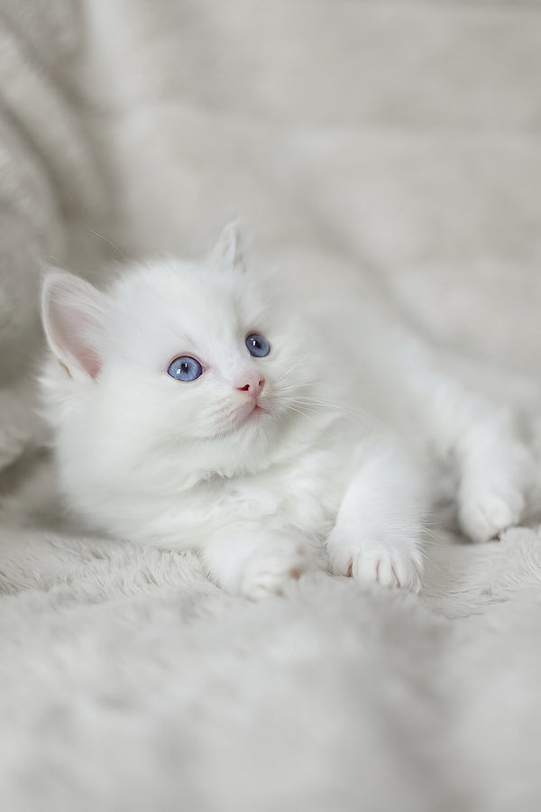 Luna | Ragdoll Kitten