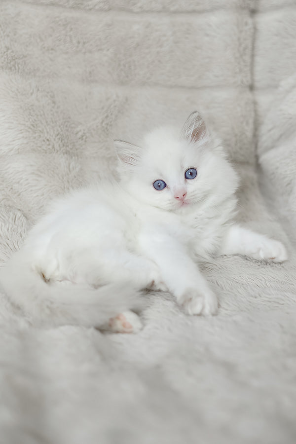Luna | Ragdoll Kitten