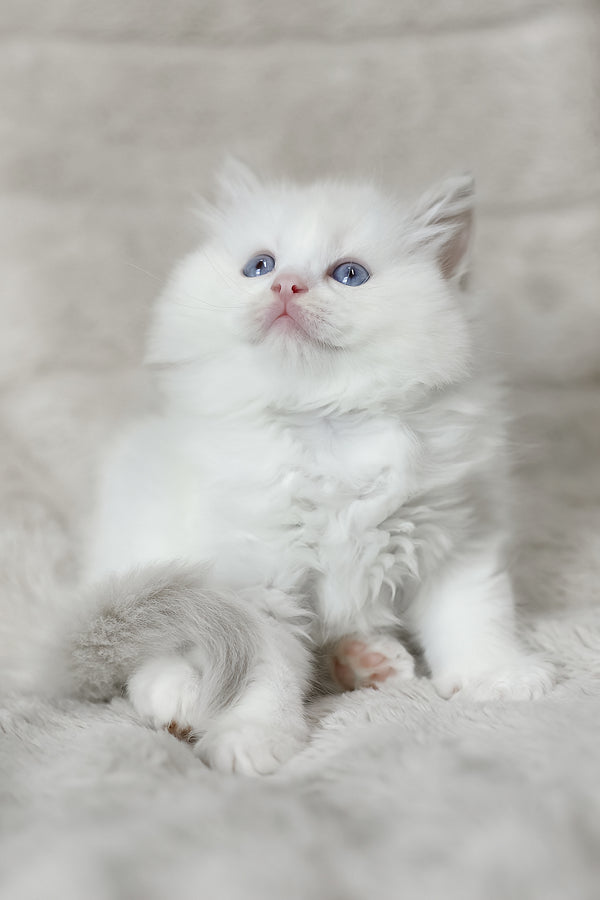 Luna | Ragdoll Kitten
