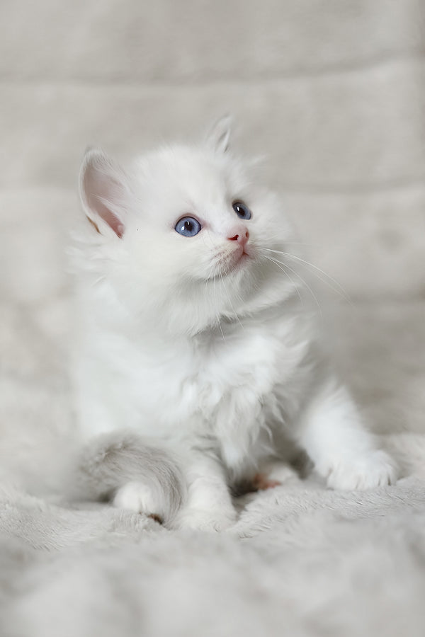 Luna | Ragdoll Kitten