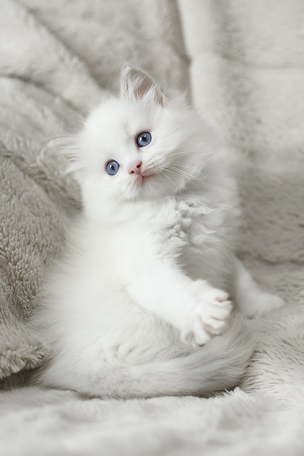 Luna | Ragdoll Kitten