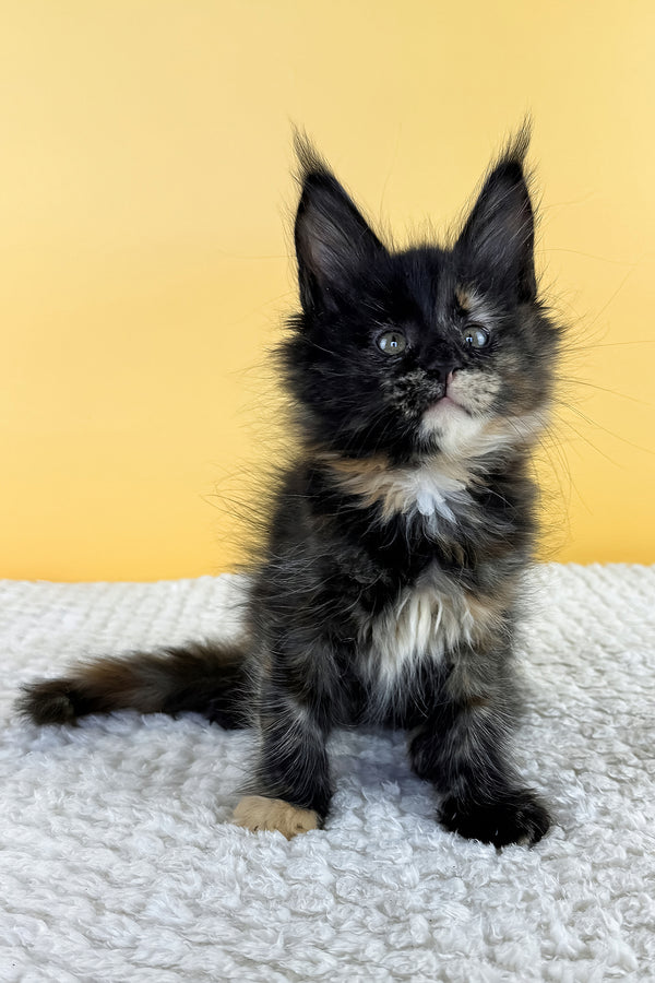 Luma | Maine Coon Kitten