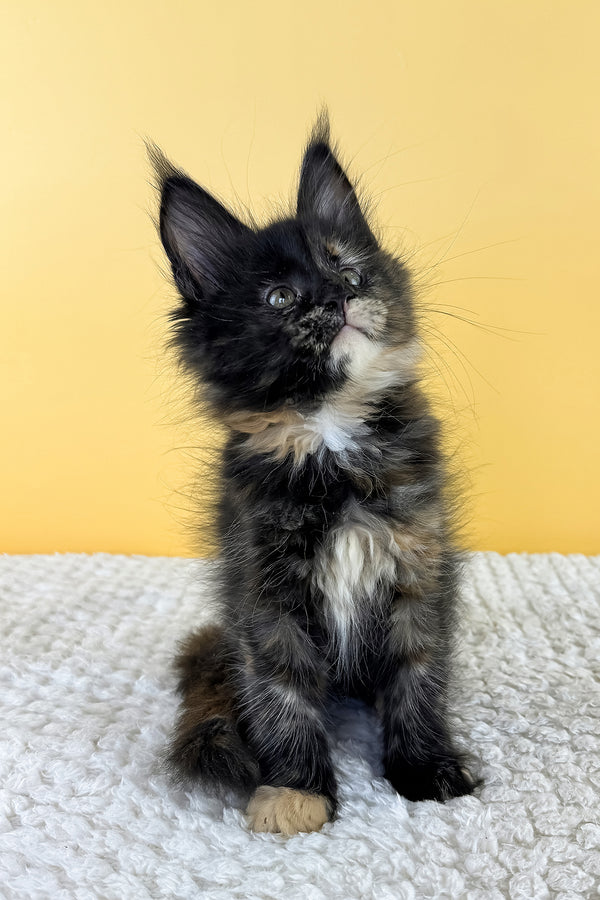 Luma | Maine Coon Kitten