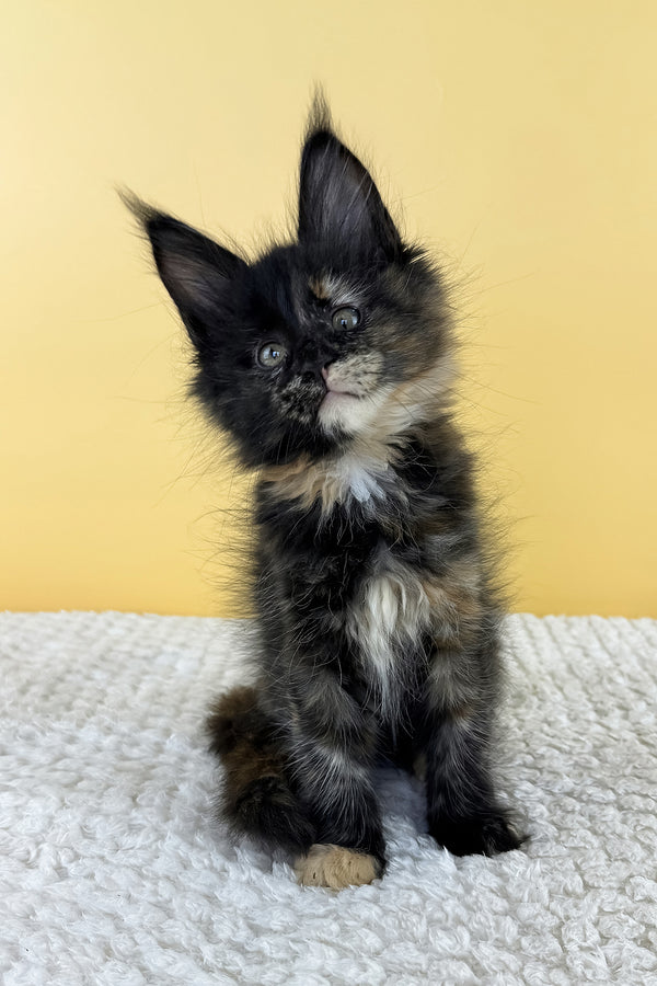 Luma | Maine Coon Kitten
