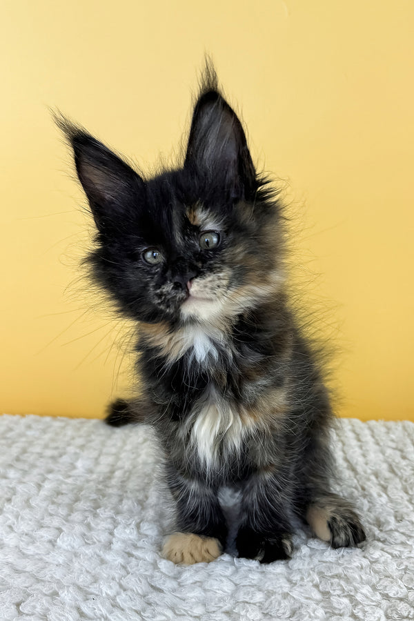 Luma | Maine Coon Kitten