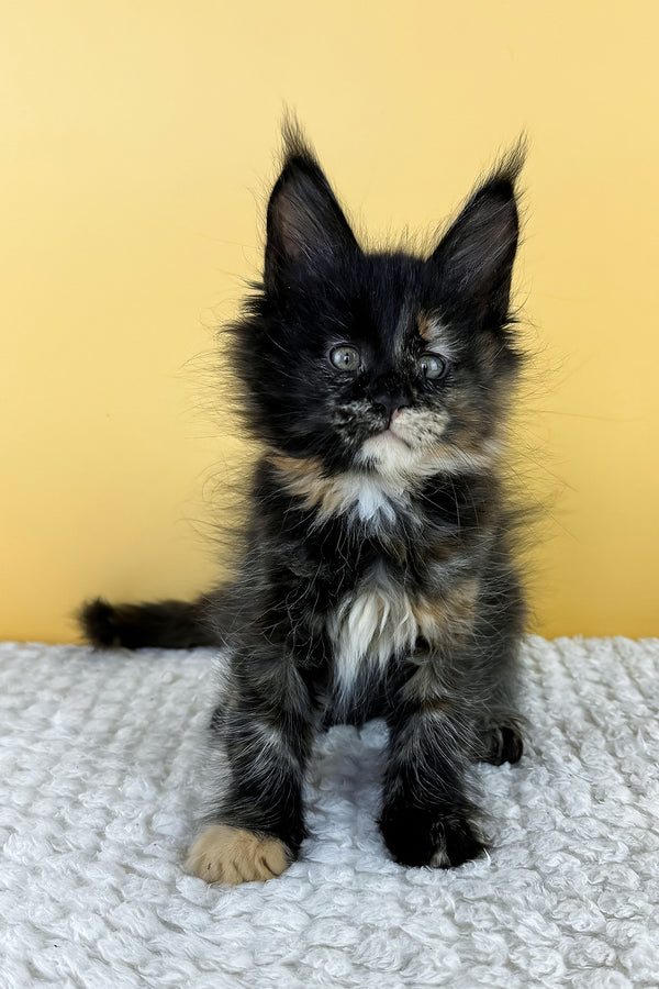 Luma | Maine Coon Kitten