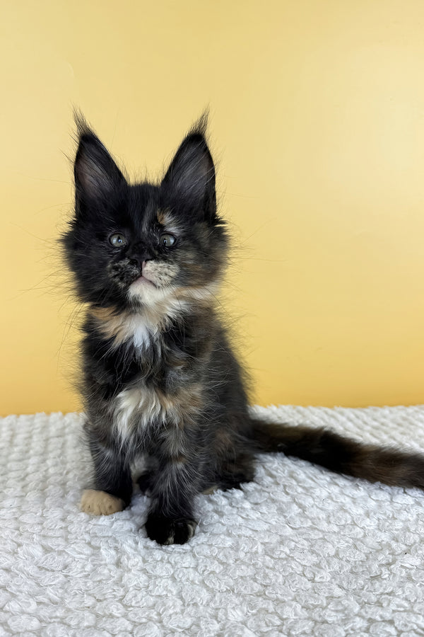 Luma | Maine Coon Kitten
