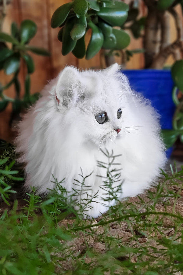 Lunika | British Longhair Kitten