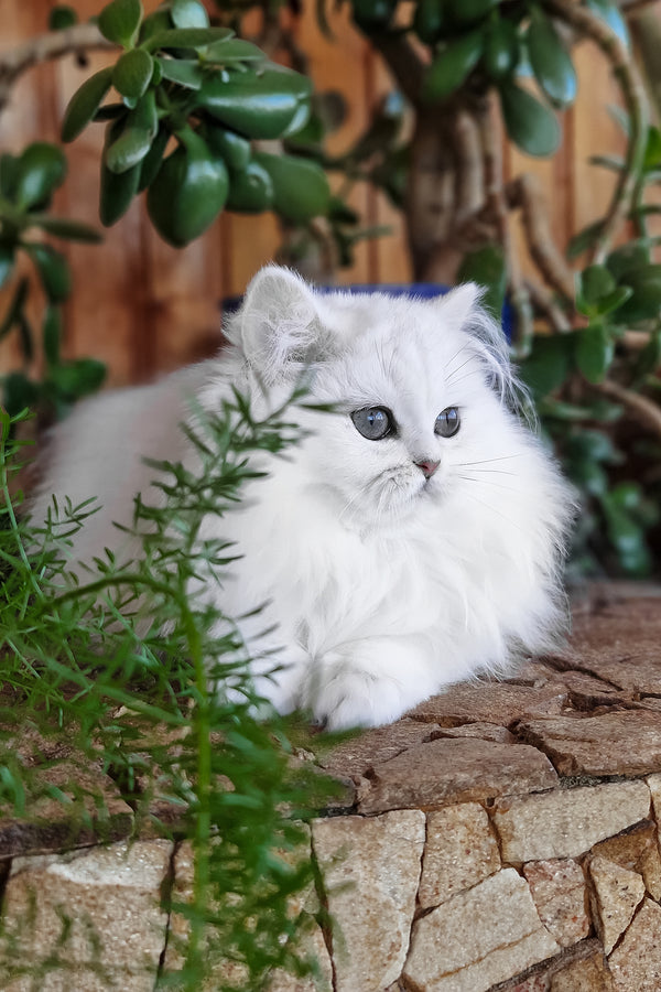 Lunika | British Longhair Kitten