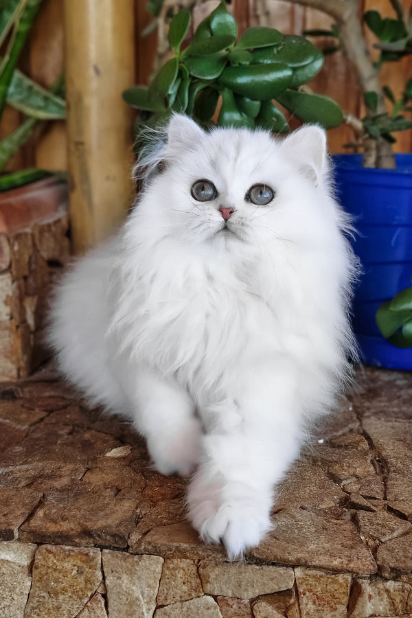 Lunika | British Longhair Kitten