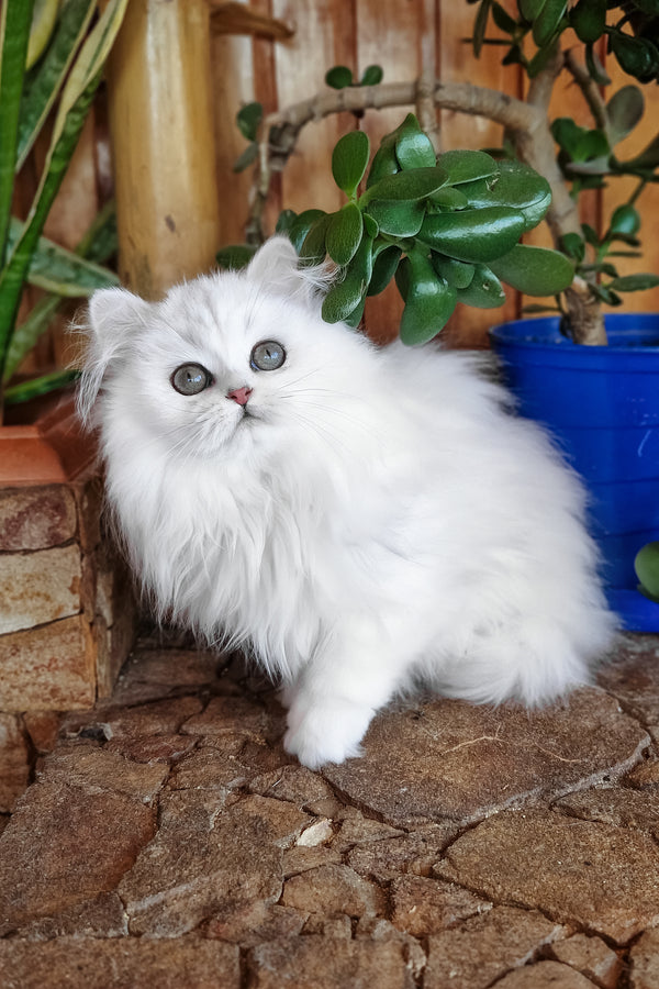 Lunika | British Longhair Kitten
