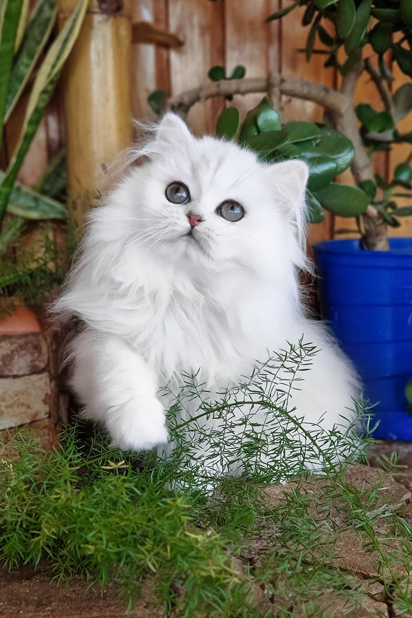 Lunika | British Longhair Kitten