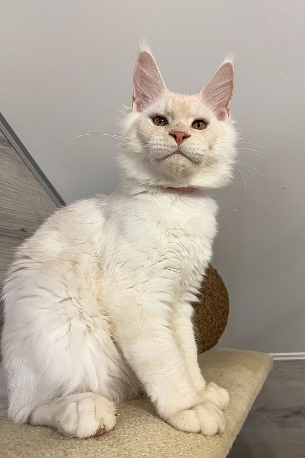 Luntik | Maine Coon Kitten