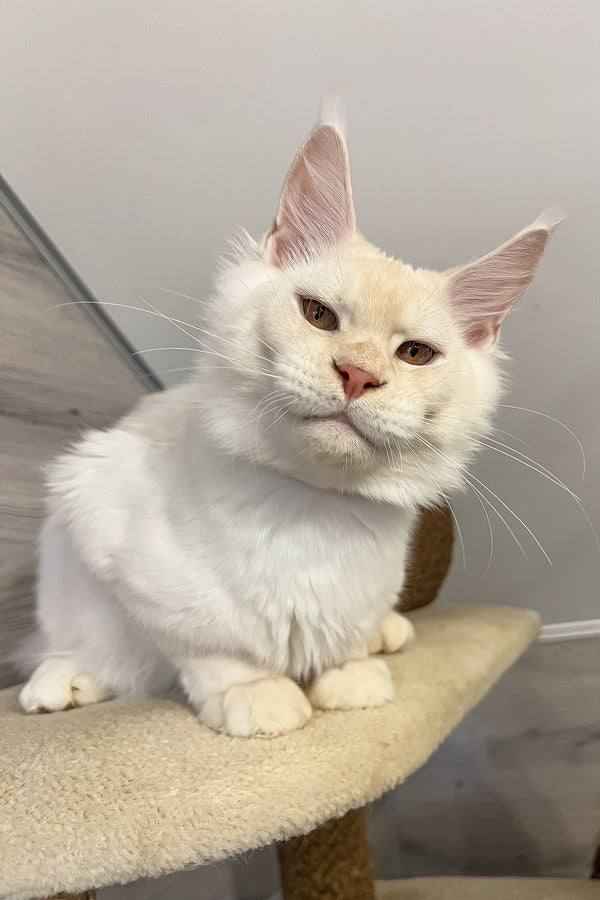 Luntik | Maine Coon Kitten