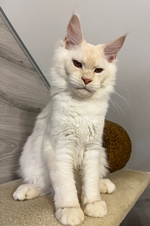 Luntik | Maine Coon Kitten