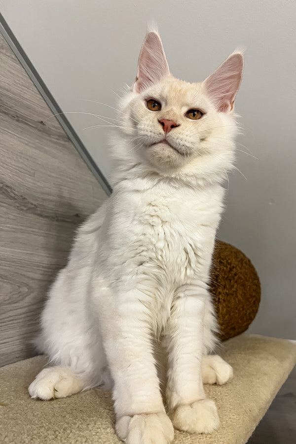 Luntik | Maine Coon Kitten