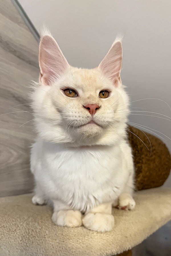 Luntik | Maine Coon Kitten