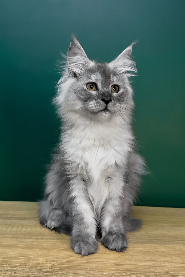 Lylu | Maine Coon Kitten