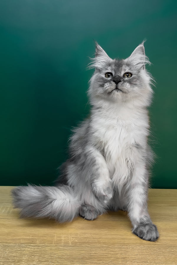 Lylu | Maine Coon Kitten