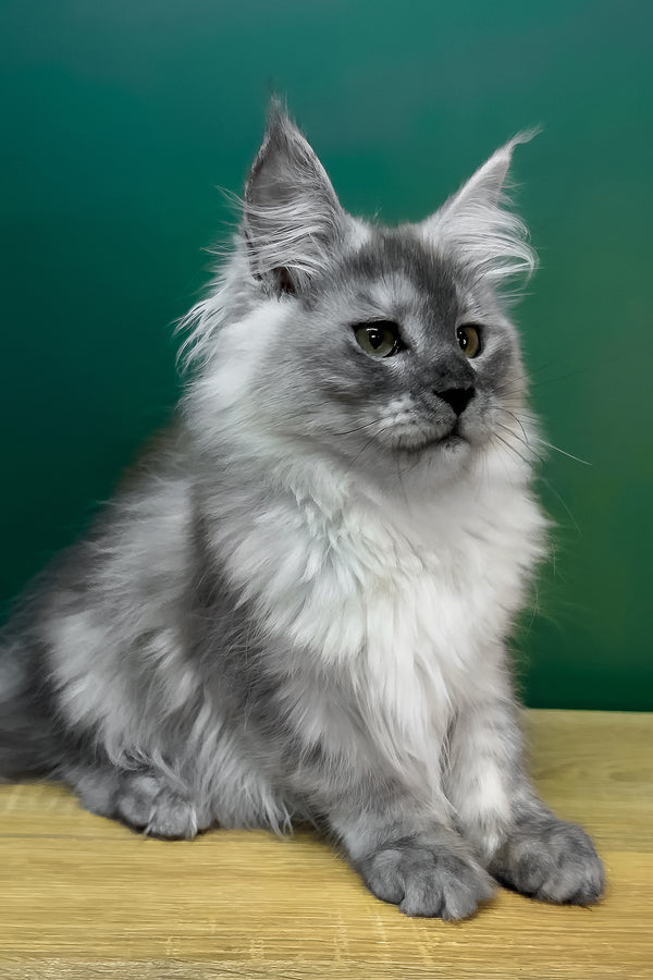 Lylu | Maine Coon Kitten