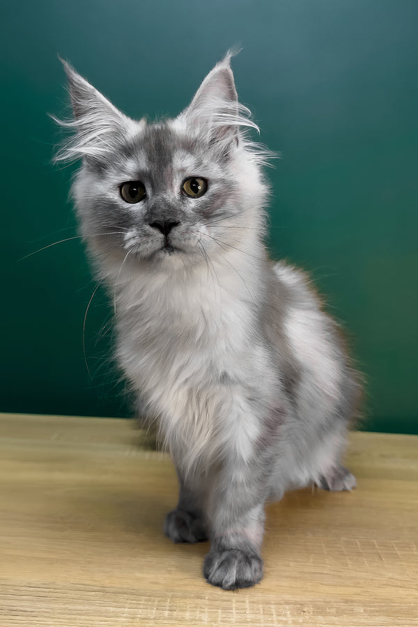 Lylu | Maine Coon Kitten