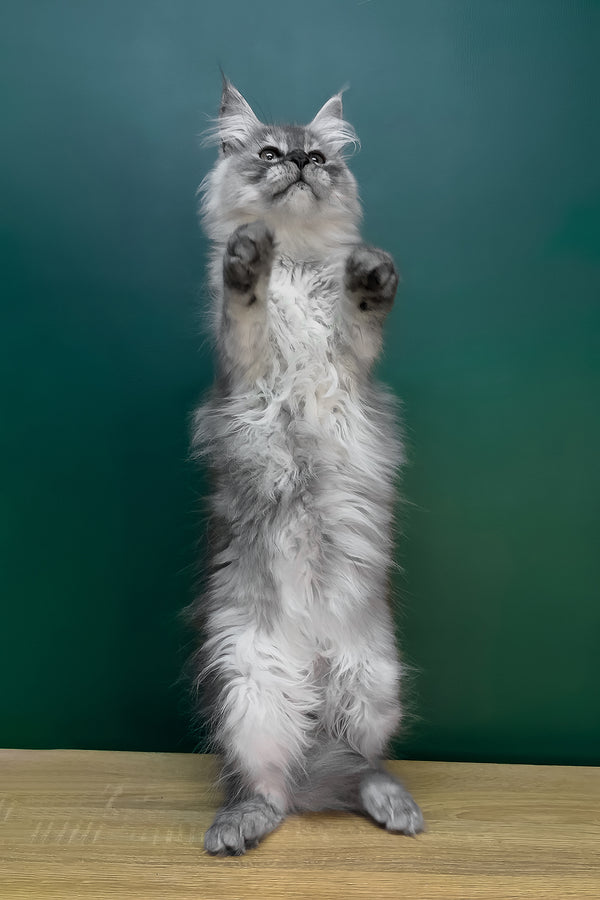 Lylu | Maine Coon Kitten