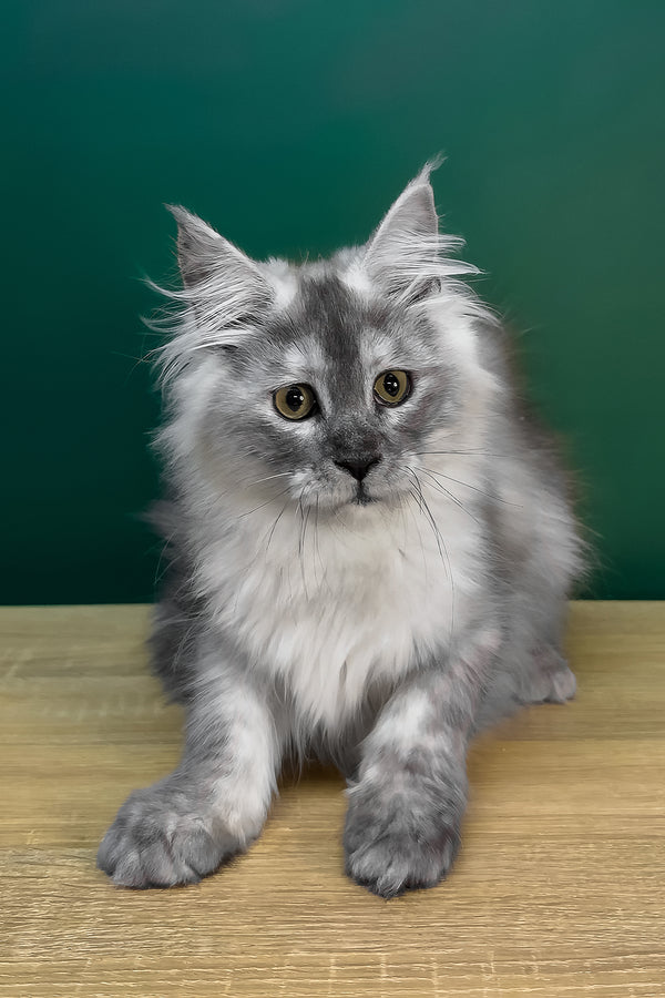 Lylu | Maine Coon Kitten