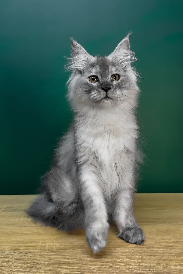 Lylu | Maine Coon Kitten