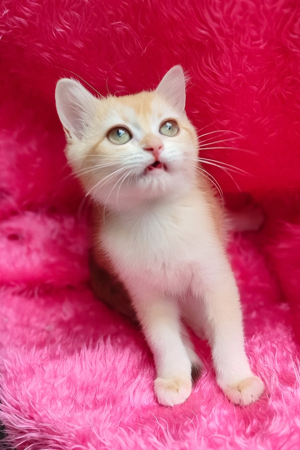 Lyra | British Shorthair Kitten